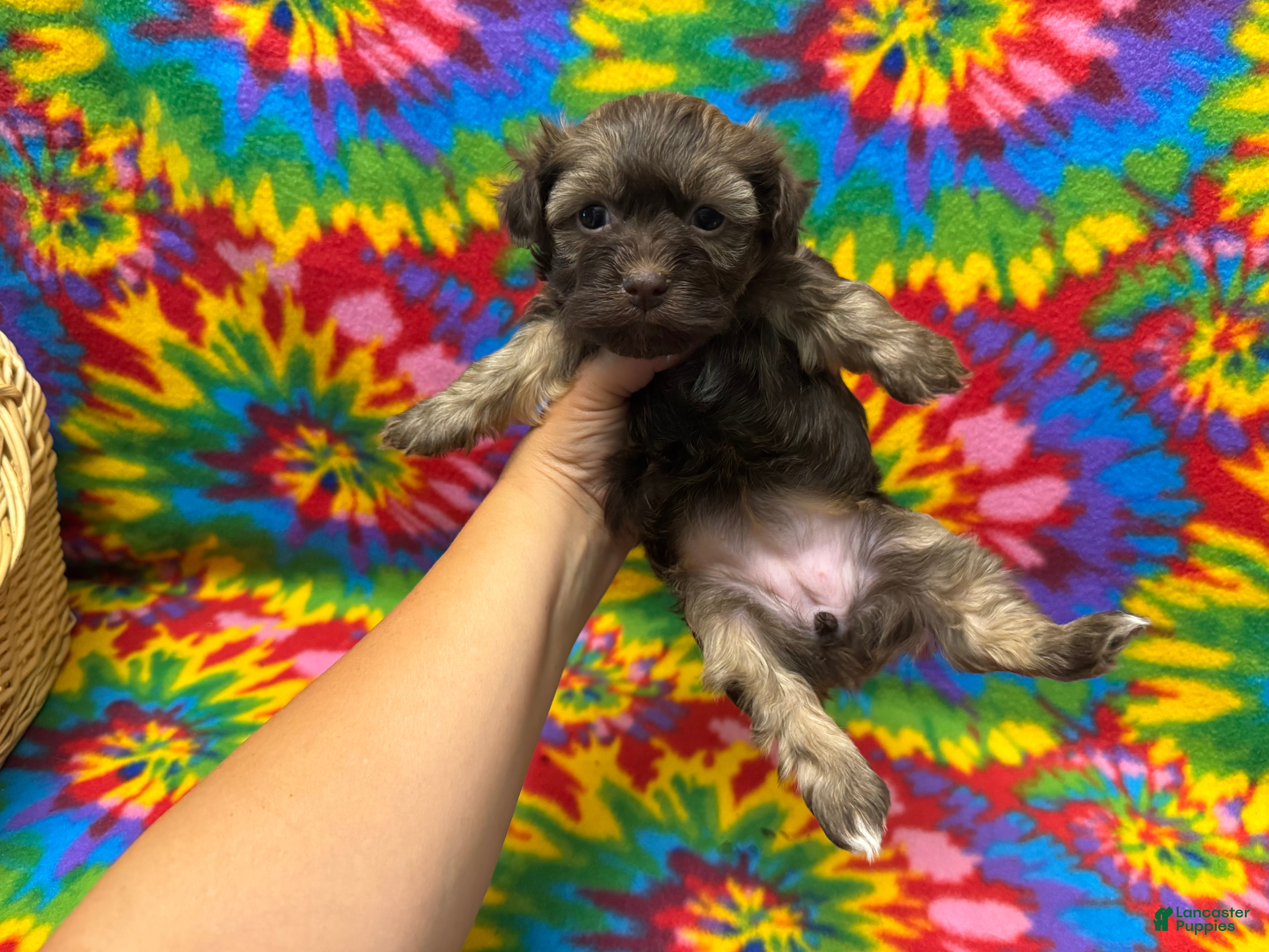 Havanese dogs Amelia - Ad 1