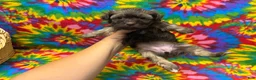 Havanese dogs for sale: Amelia - Ad 1