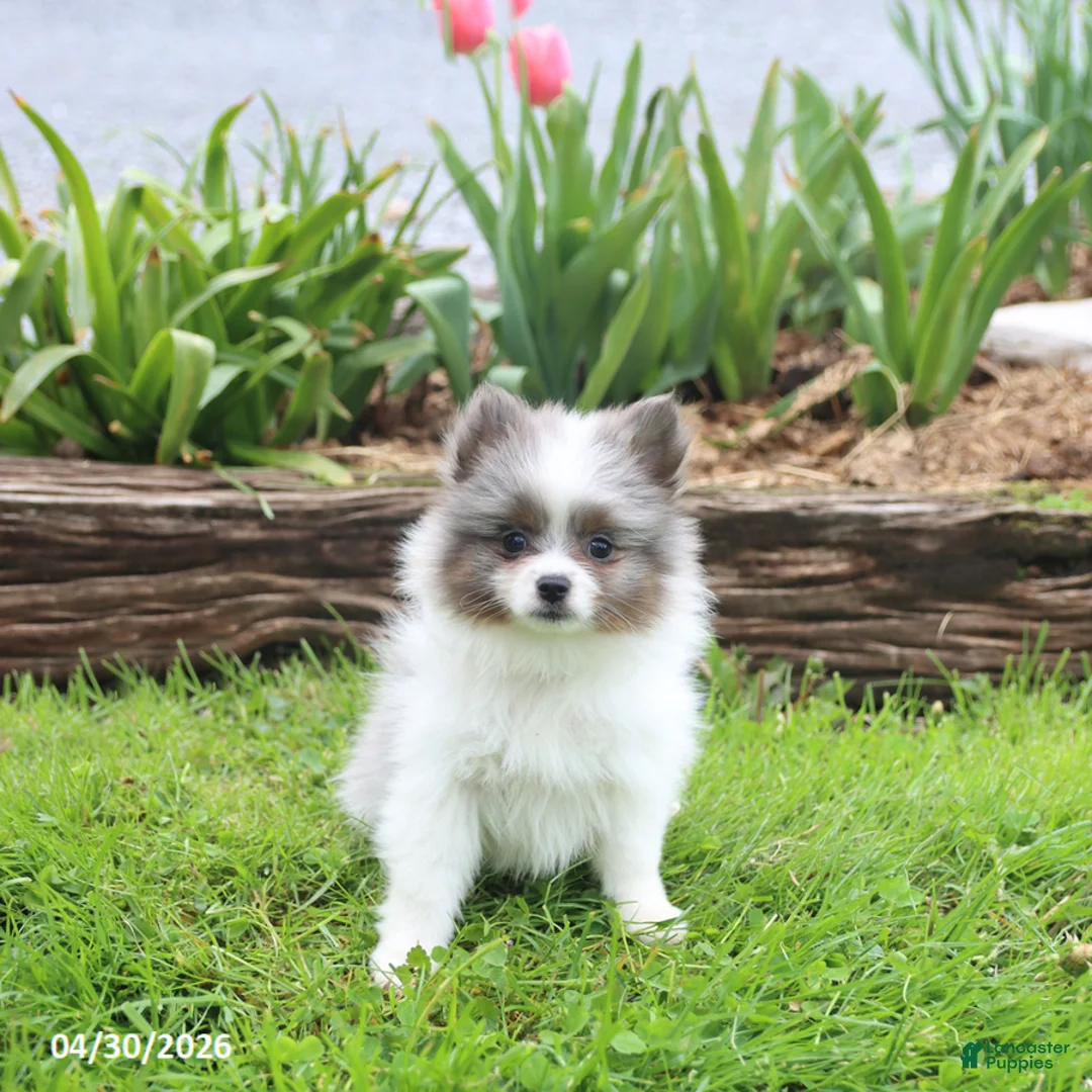 Pomeranian dogs for sale: Tiara - Ad 1
