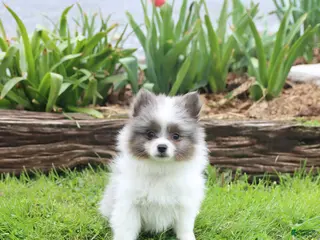 Pomeranian dogs for sale: Tiara - Ad 4