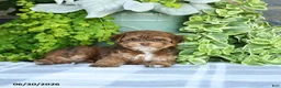 Havapoo dogs for sale: Midge  - Ad 5
