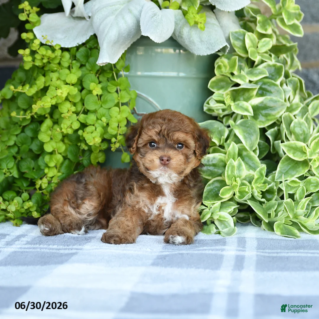 Havapoo dogs for sale: Midge  - Ad 5