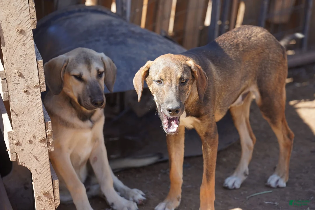 Mixed Breed dogs for sale: Pluto Tiscar Farm Dog - Ad 7