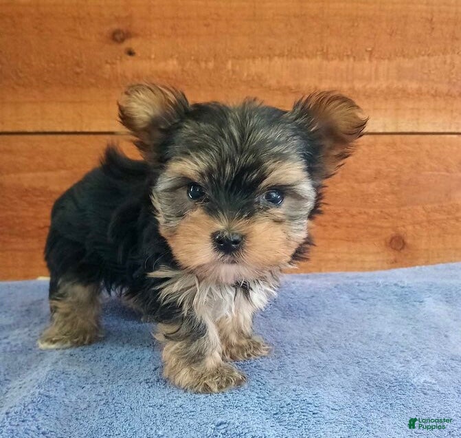 Yorkshire Terrier dogs Riley  - Ad 2