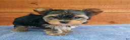 Yorkshire Terrier dogs for sale: Riley  - Ad 2