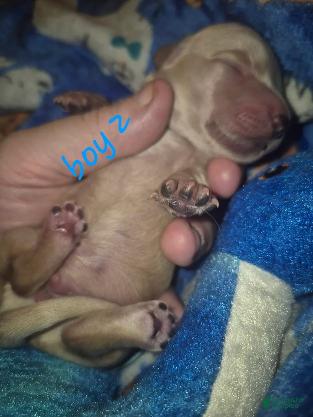 Miniature Dachshund dogs for sale: ee CREAM BOY 2 - Ad 2