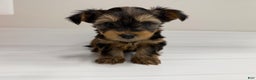 Yorkshire Terrier dogs for sale: Pumpkin - Ad 3