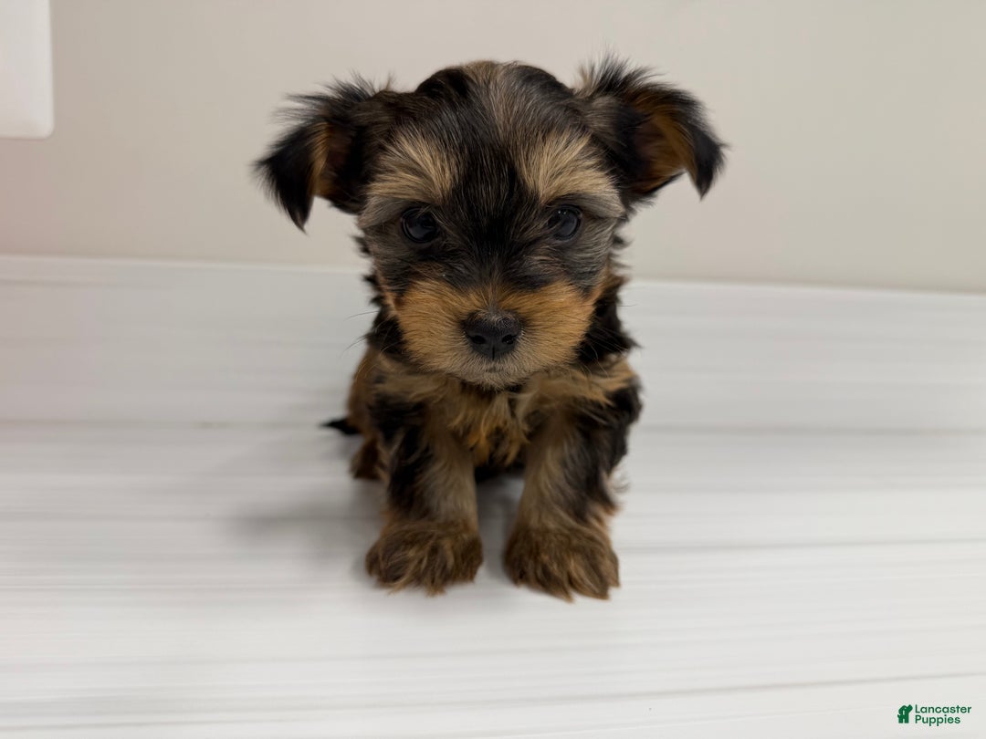 Yorkshire Terrier dogs for sale: Pumpkin - Ad 3