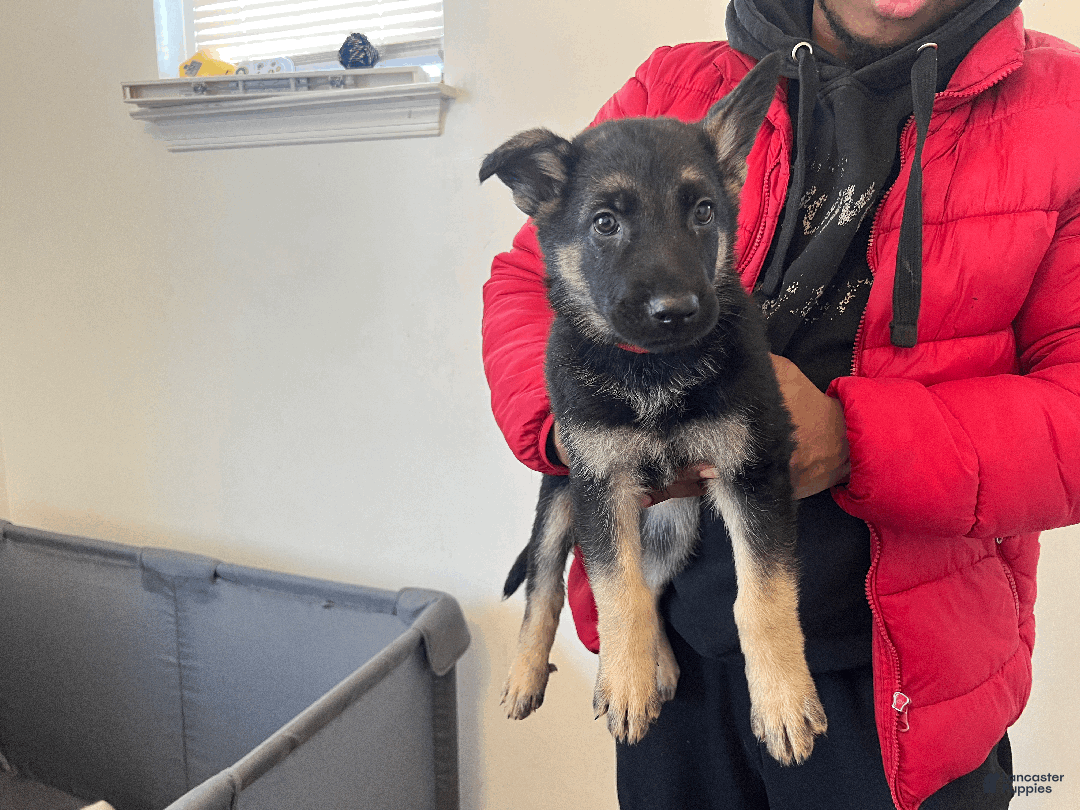 German Shepherd dogs for sale: Chary - Ad 3