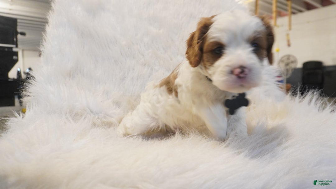 Cavapoo dogs for sale: Snowy  - Ad 3