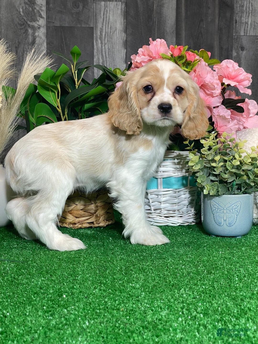 Cocker Spaniel dogs for sale: Trudy - Ad 6