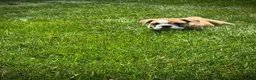English Bulldog dogs for sale: Rex - Ad 8