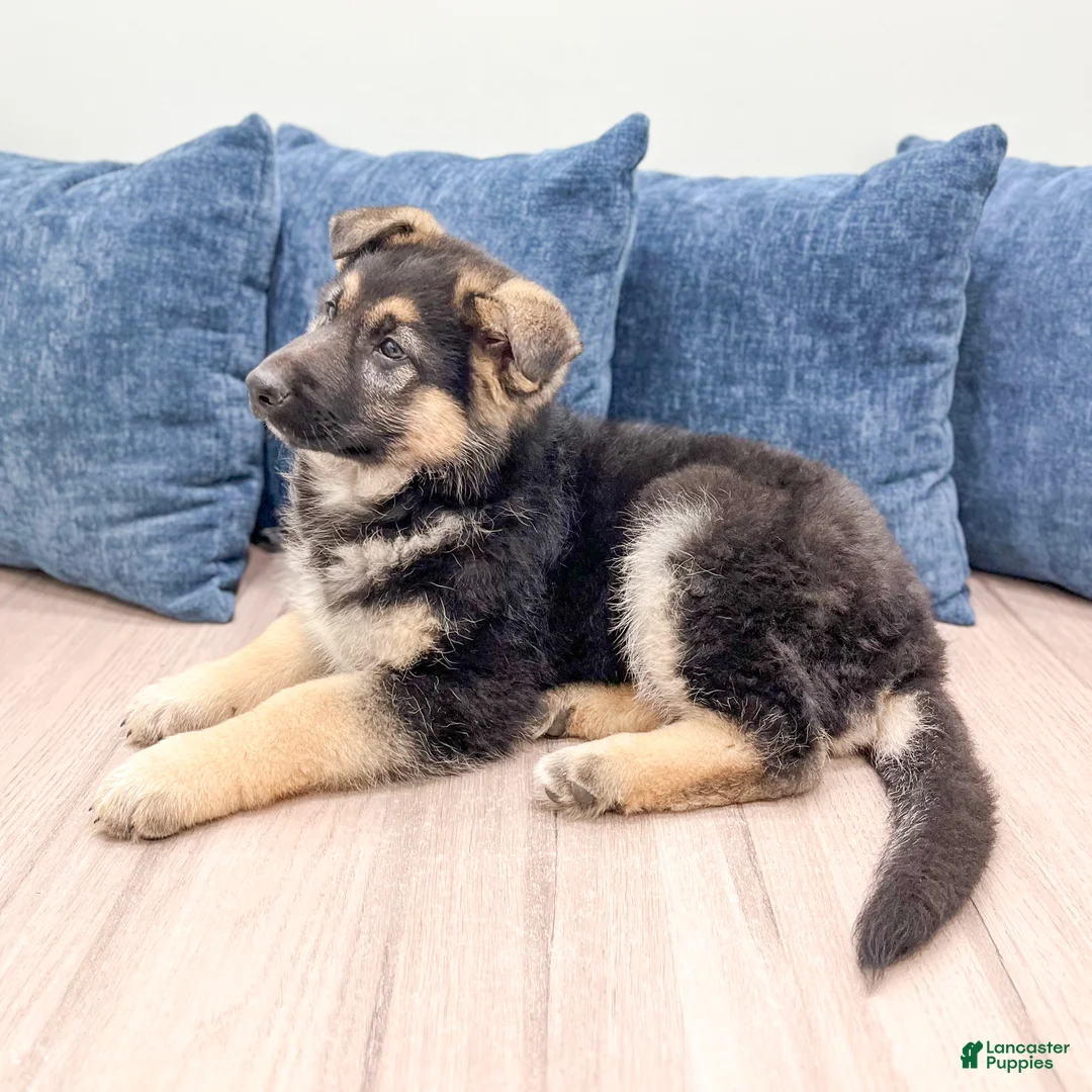 German Shepherd dogs for sale: Amos - Ad 4