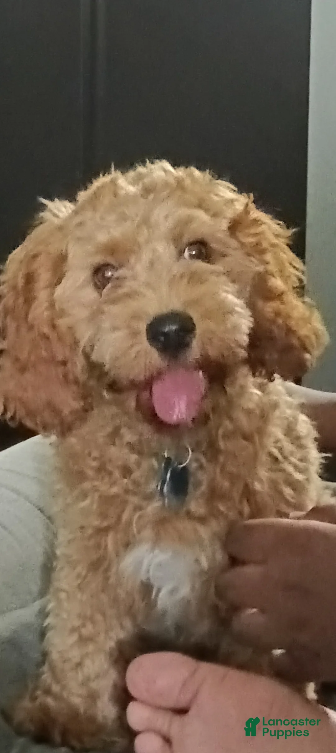 Cavapoo dogs for stud: Cavapoo - Ad 3