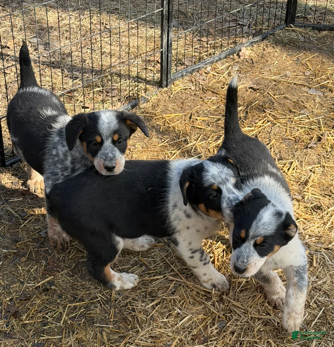 Australian Cattle Dog dogs for sale: Tommy - Ad 9