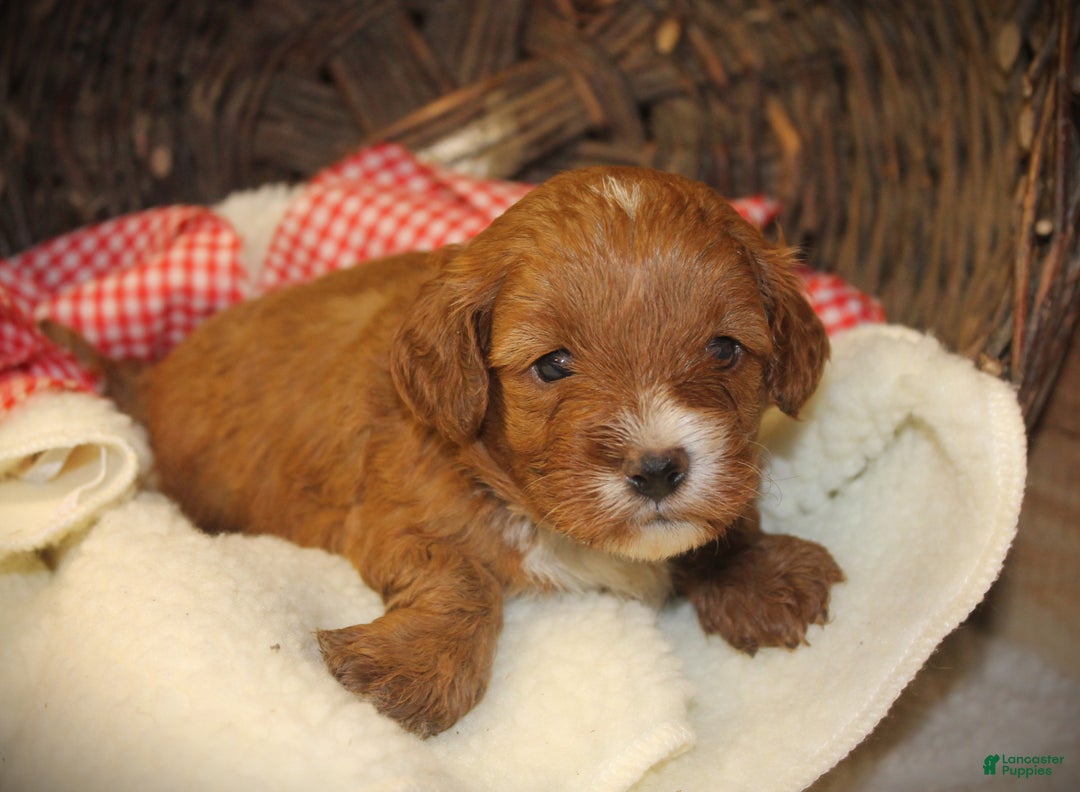 Cavapoo dogs for sale: Taco - Ad 4