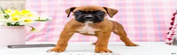 Boxer dogs for sale: Valentine - Ad 9