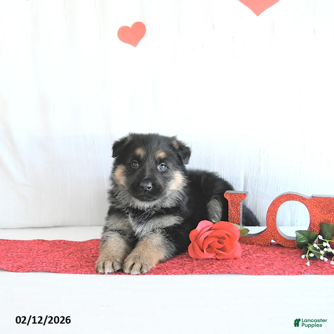 German Shepherd dogs for sale: Spencer - Ad 4