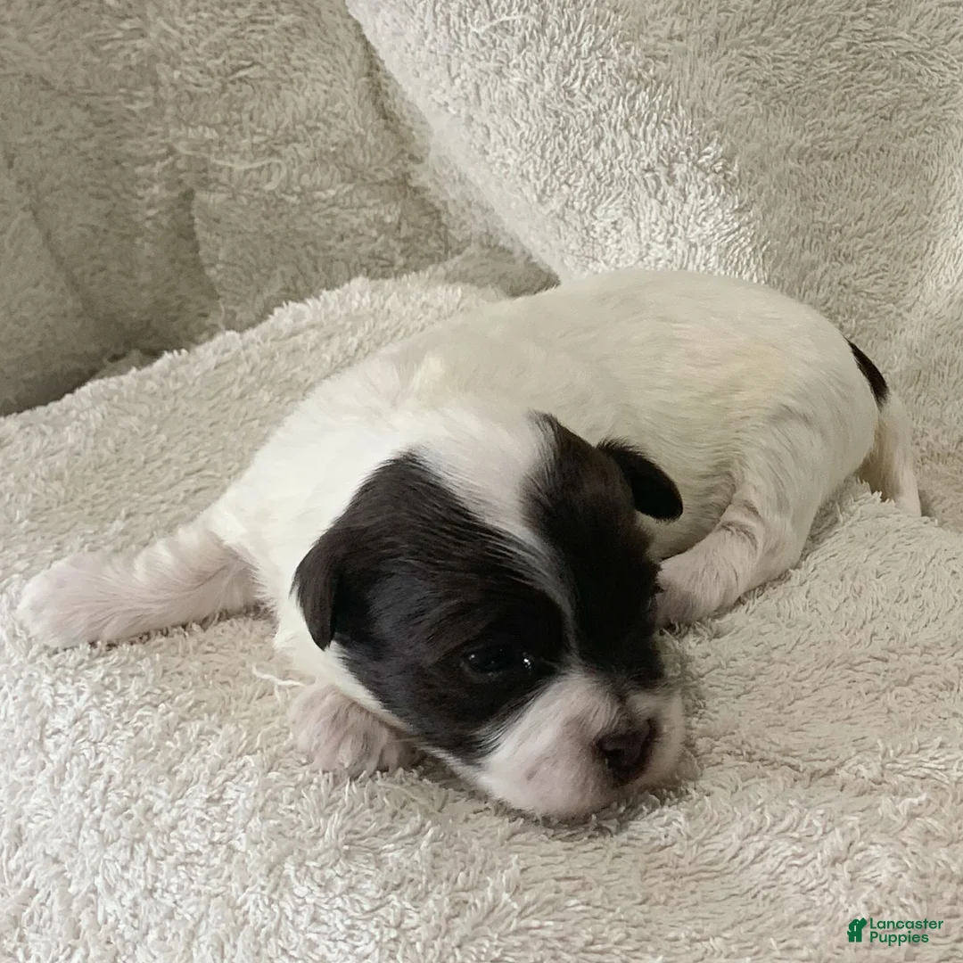 Havanese dogs for sale: Chloe Havanese Puppy  - Ad 1