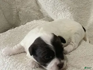 Havanese dogs for sale: Chloe Havanese Puppy - Ad 3