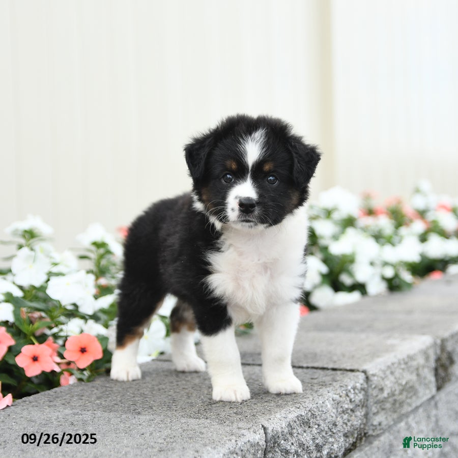 Miniature Australian Shepherd dogs Forrest - Ad 31