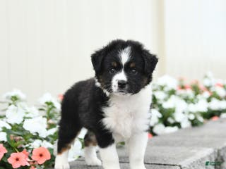 Miniature Australian Shepherd dogs Forrest - Ad 28