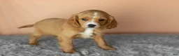 Mixed Breed dogs for sale: Baylor  - Ad 4