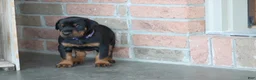 Doberman Pinscher dogs for sale: Luna - Ad 8