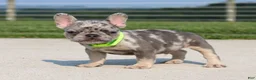 French Bulldog dogs for sale: Winston - Ad 3
