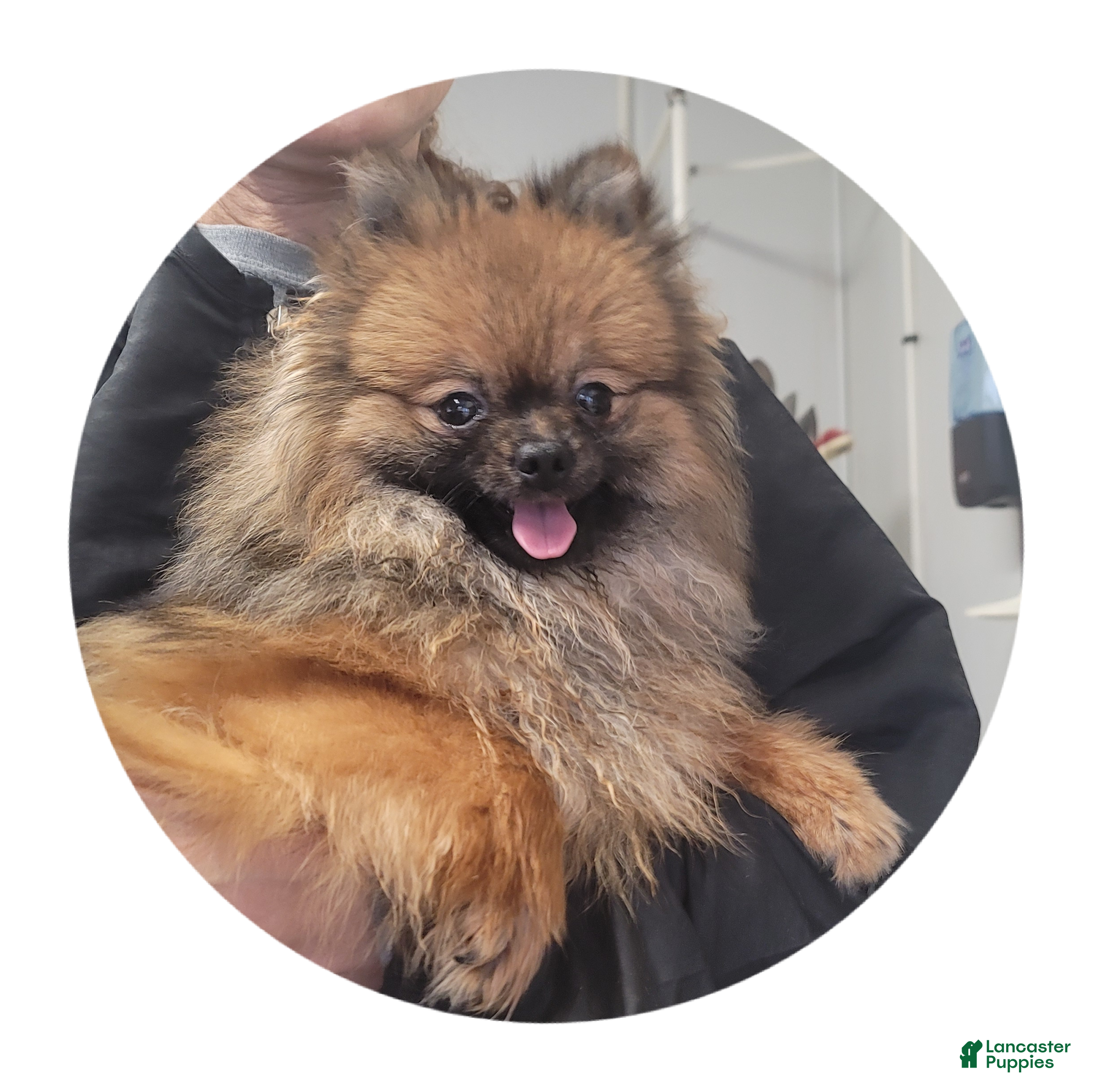 Pomeranian dogs Cinnamon  - Ad 29