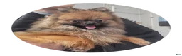 Pomeranian dogs for sale: Cinnamon  - Ad 1