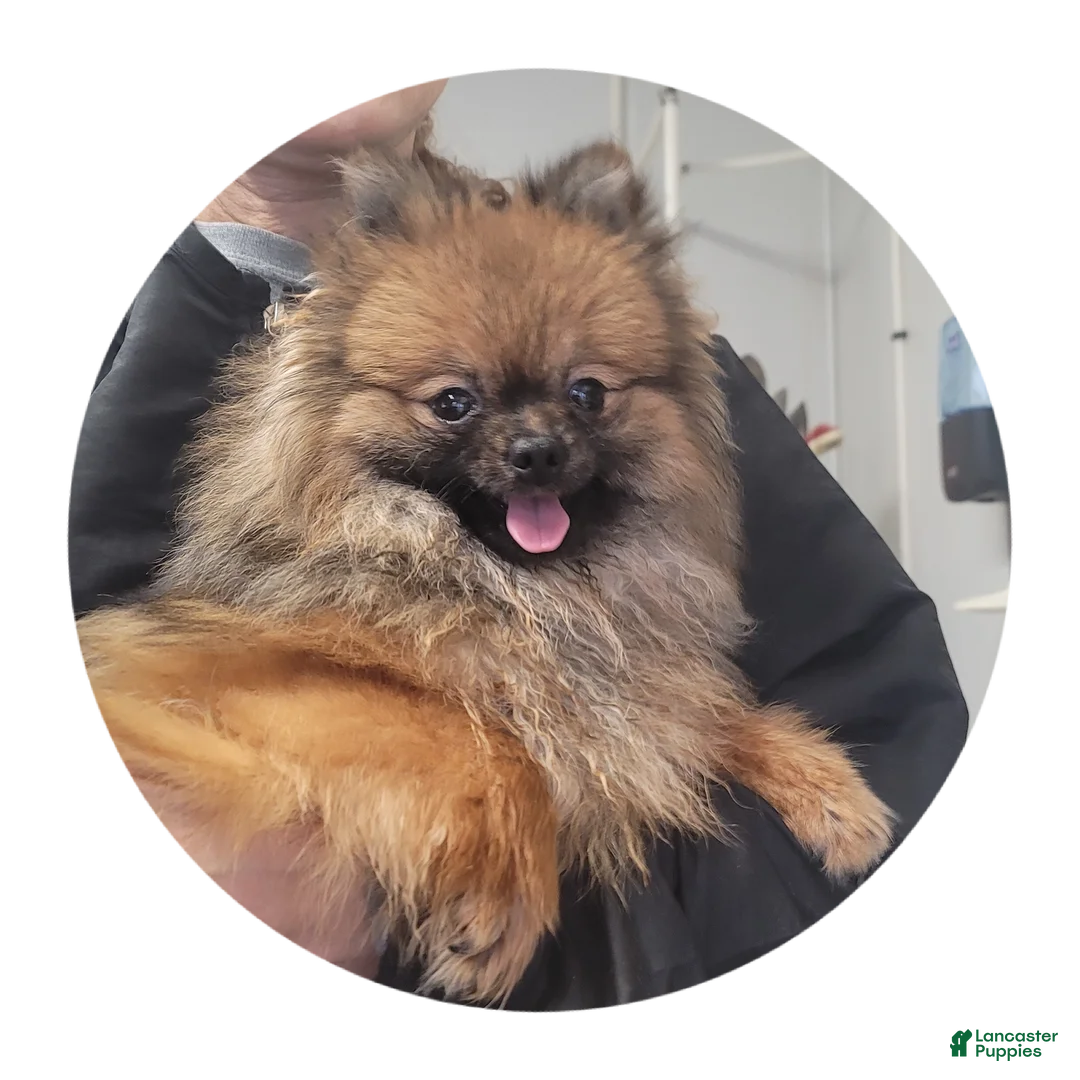 Pomeranian dogs for sale: Cinnamon  - Ad 1