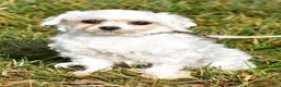 Maltipoo dogs for sale: Girl Maltipoo 3 - Ad 6