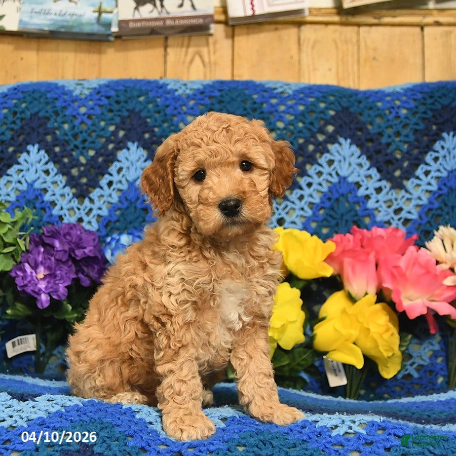 Mini Goldendoodle dogs Prancer  - Ad 1