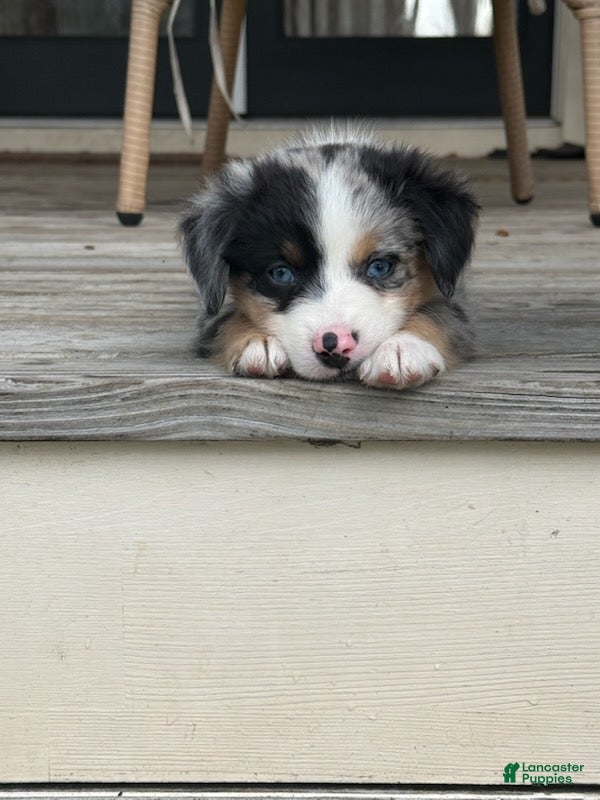 Miniature Australian Shepherd dogs SHELBY- (Light Pink Collar_ - Ad 2