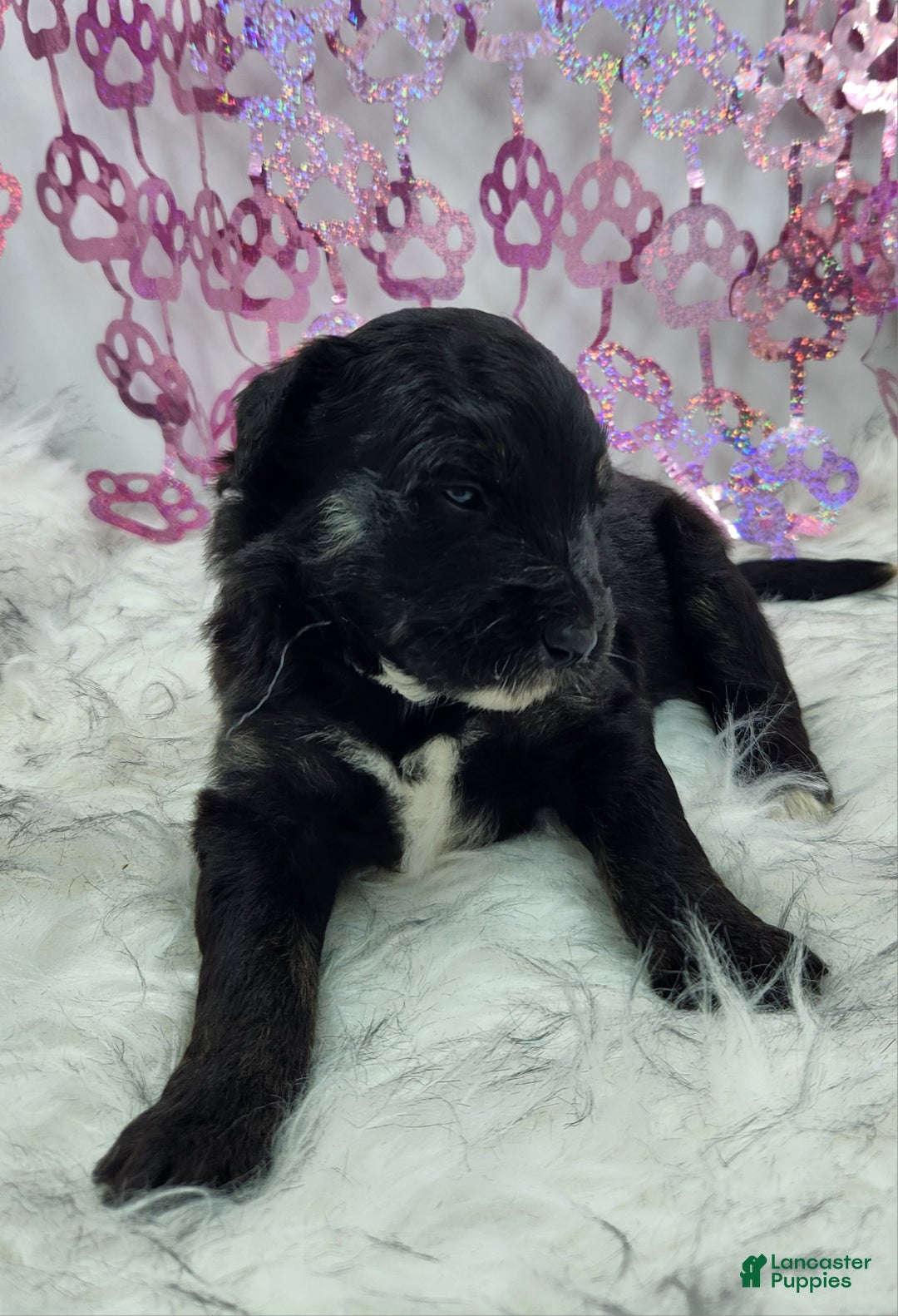 Mini Aussiedoodle dogs for sale: Mini Aussiedoodle Puppy 5 - Ad 1