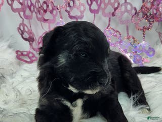 Mini Aussiedoodle dogs Mini Aussiedoodle Puppy 5 - Ad 11