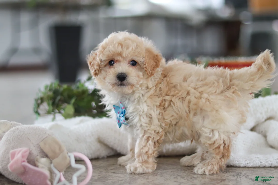 Maltipoo dogs for sale: Bodie - Ad 2