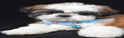 Shih Tzu dogs for sale: Travis - Ad 5