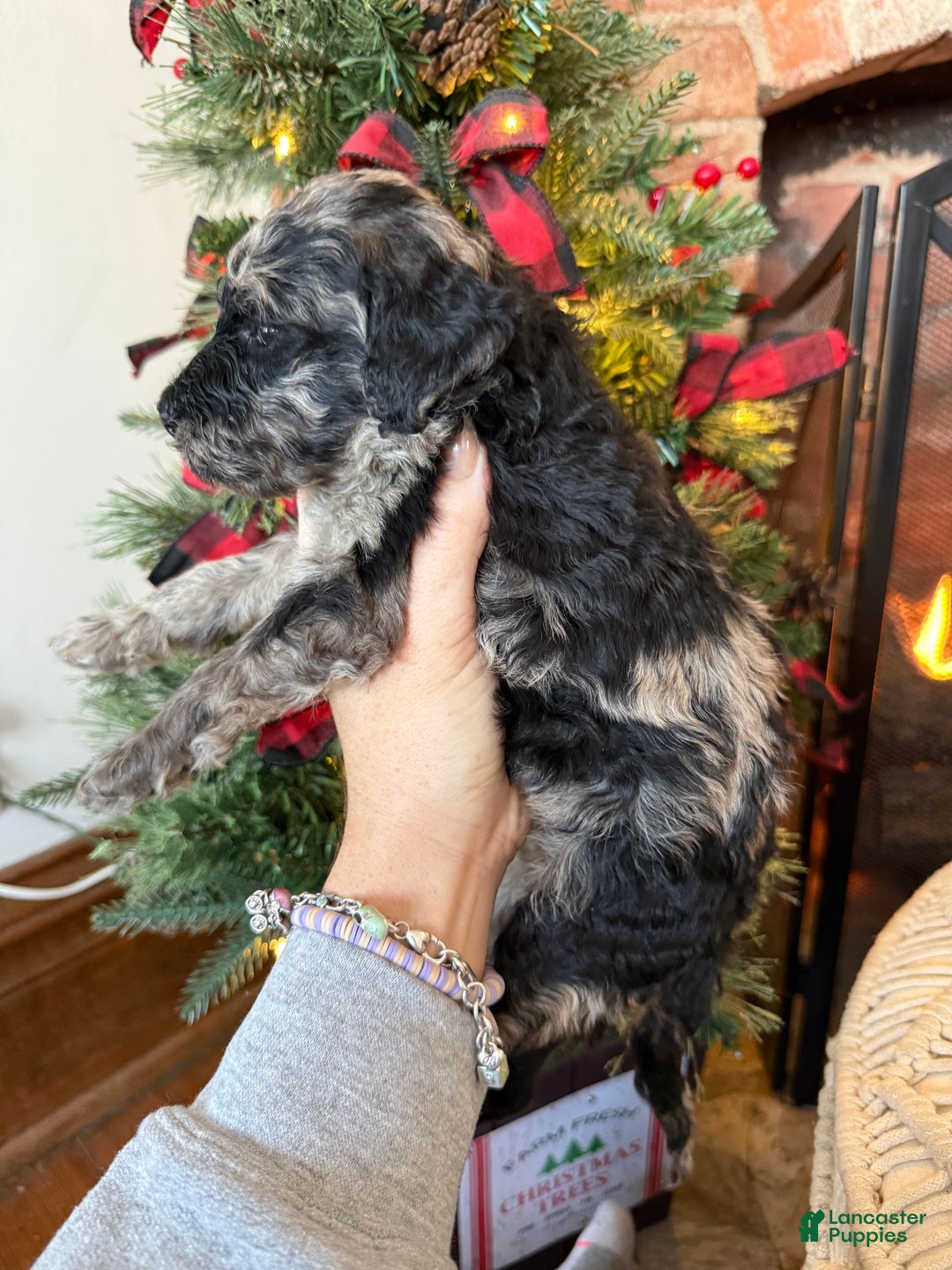 Mixed Breed dogs for sale: Patrick - Ad 5