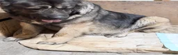 Caucasian Shepherd Dog dogs for sale: Caucasian Shepherd Dog Puppy 1 - Ad 2