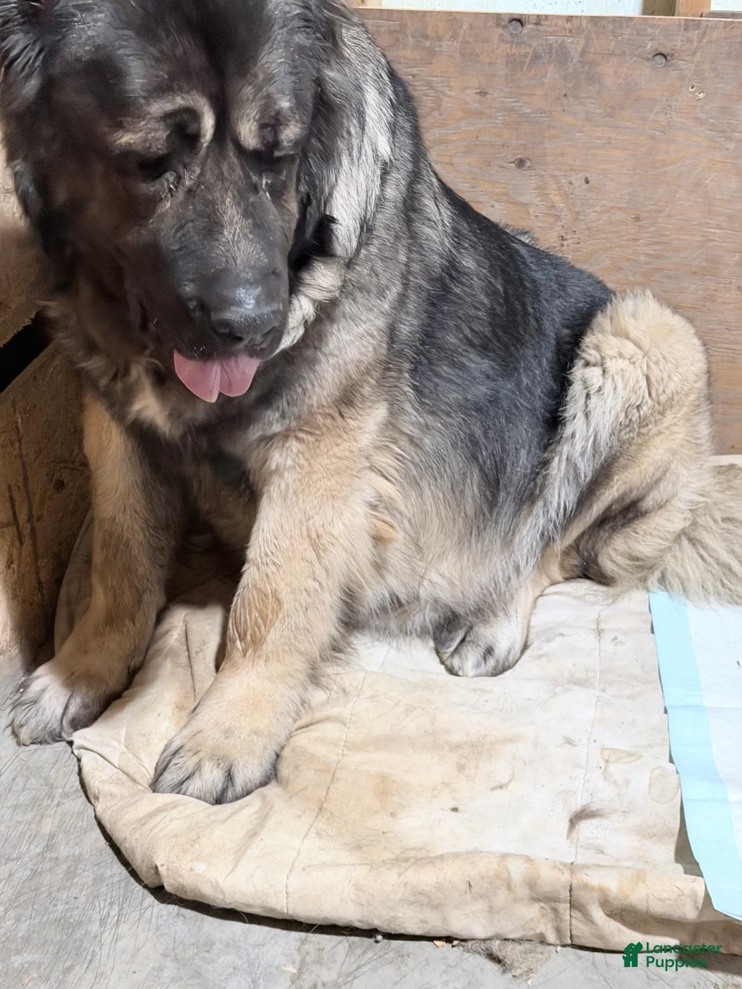 Caucasian Shepherd Dog dogs for sale: Caucasian Shepherd Dog Puppy 1 - Ad 2