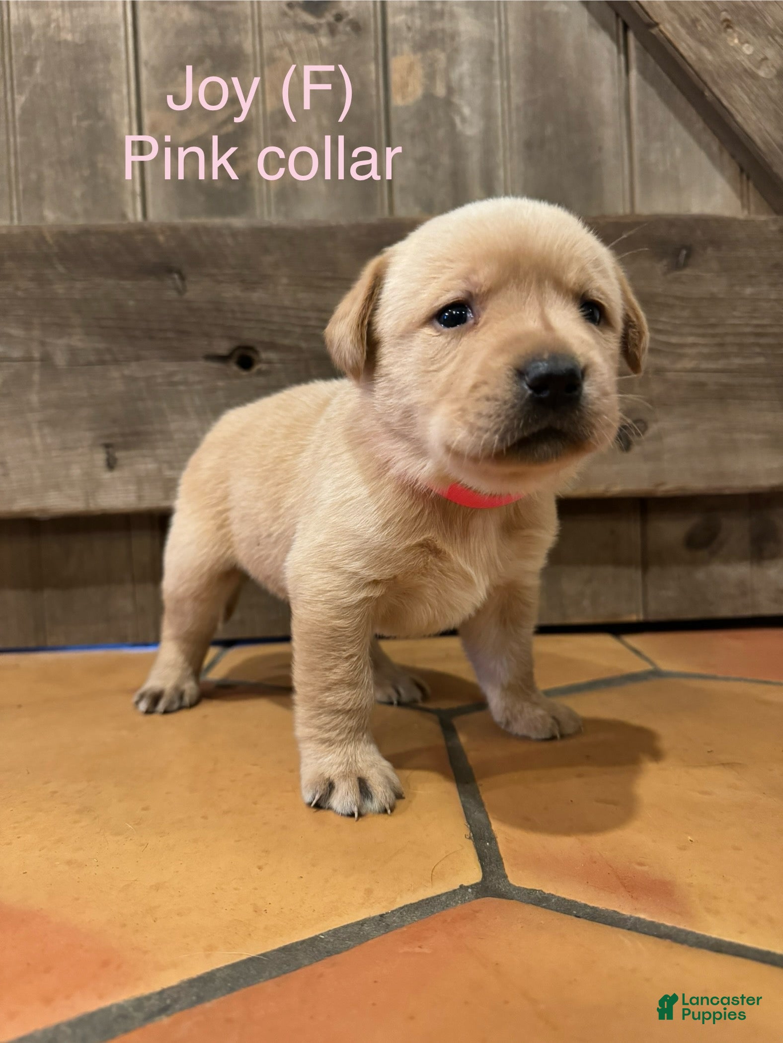 Labrador Retriever dogs Joy- Pink collar - Ad 29