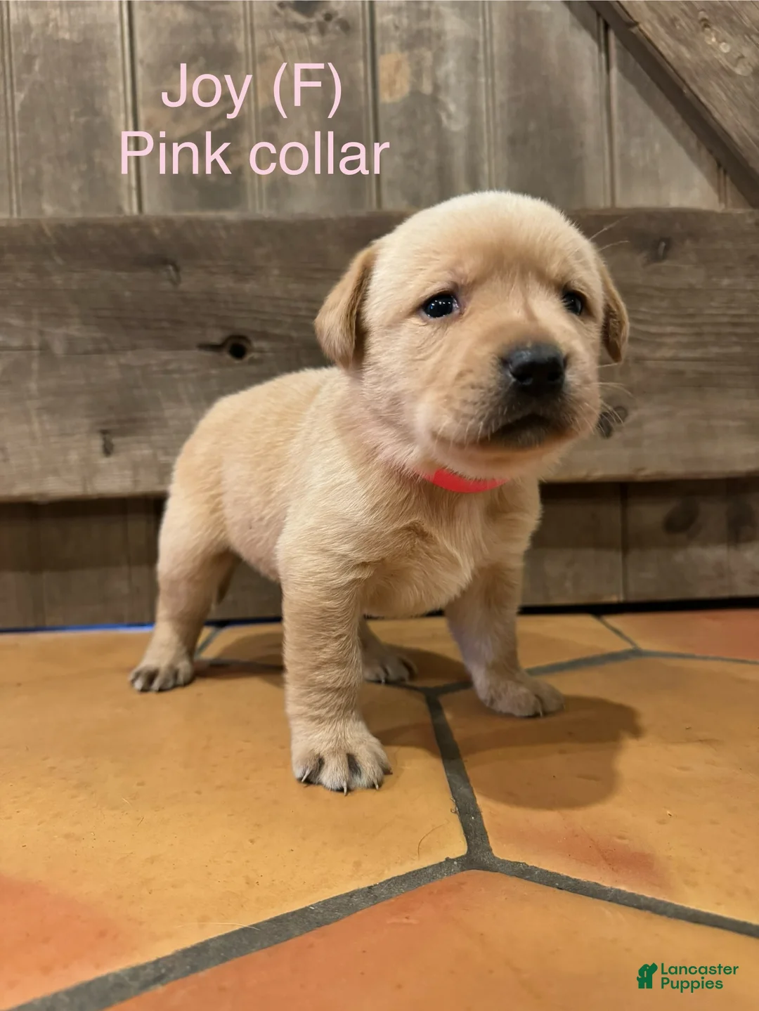 Labrador Retriever dogs for sale: Joy- Pink collar - Ad 2