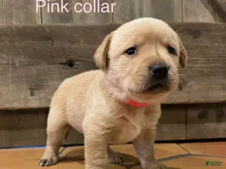 Labrador Retriever dogs Joy- Pink collar - Ad 29
