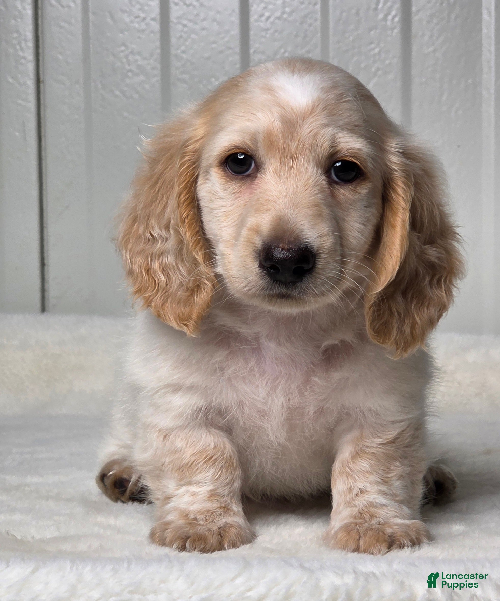 Miniature Dachshund dogs Austin - Ad 2