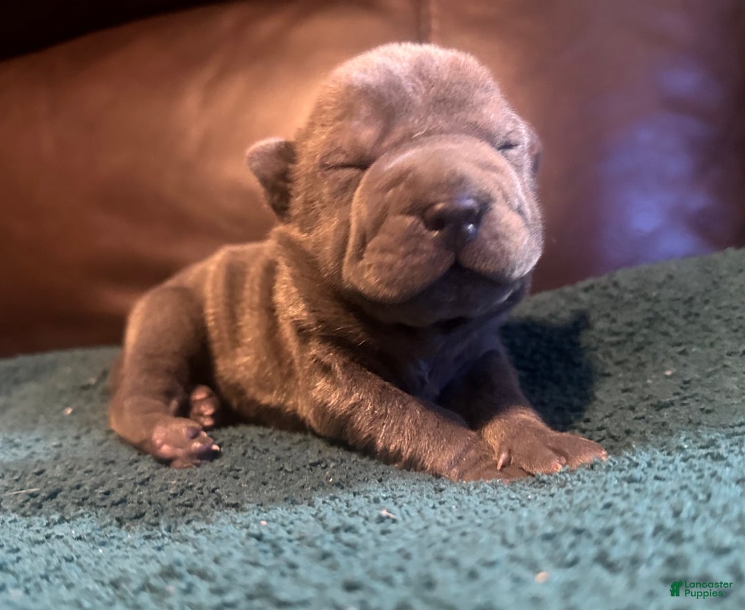 Shar Pei dogs for sale: Clementine - Ad 3