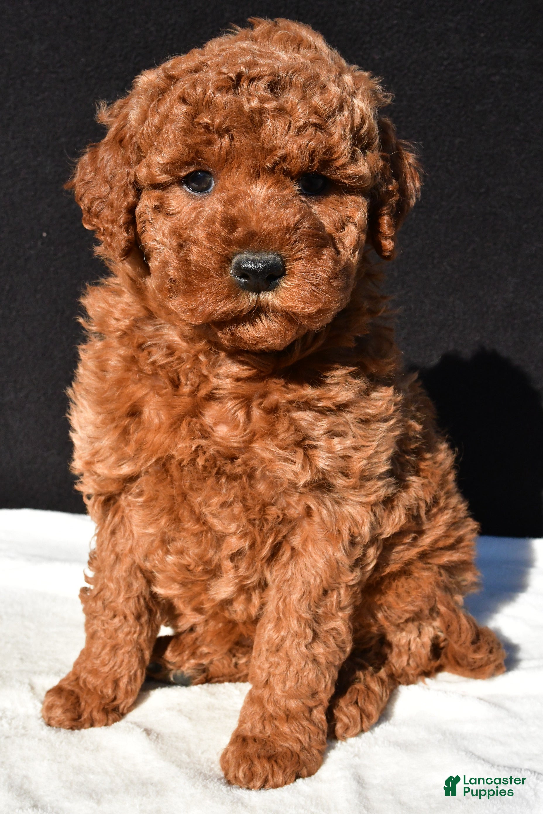 Mini Goldendoodle dogs Jade - Ad 2