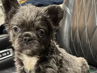 French Bulldog dogs for sale: FLUFFY PAISLEY - Ad 2