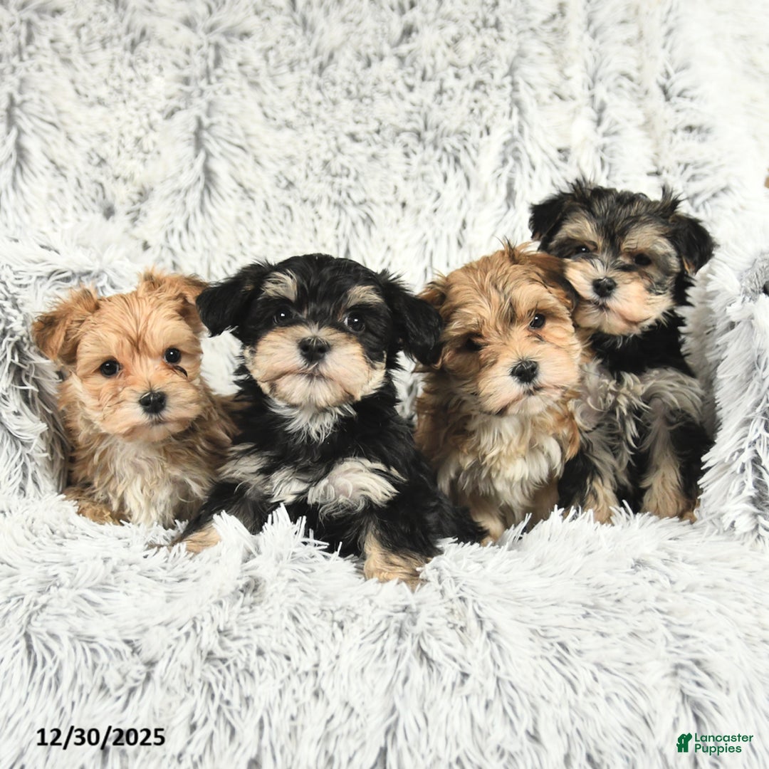 Morkie dogs for sale: Baxter - Ad 3